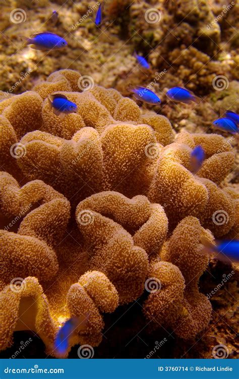 Bright Blue Fish and Sea Anemone Stock Photo - Image of landscape, vacation: 3760714