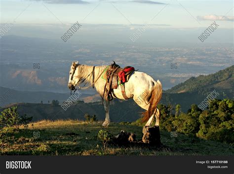 White Horse On Hill Image & Photo (Free Trial) | Bigstock