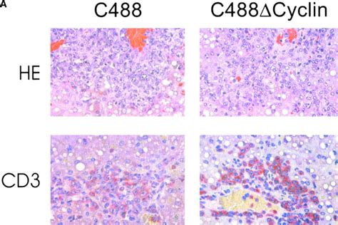 Animal experiments and ex vivo culture. (A) Histology from C488Δcyclin ...