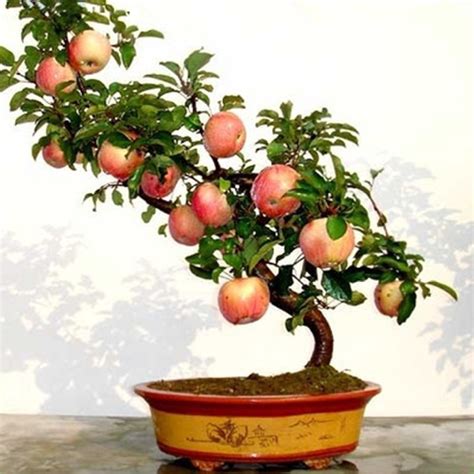 Best Fruit Tree Bonsai Learn more here | earthysai