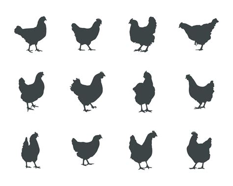 Chicken hen silhouette, Hen chicken silhouette set, Chicken silhouettes 20673261 Vector Art at ...