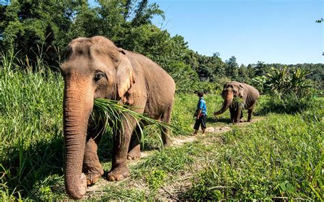 5 Elephant Sanctuaries to Visit in Chiang Mai