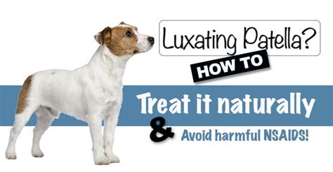 Luxating Patella In Dogs: Is Surgery Really Necessary? | Dogs Naturally | Dogs naturally ...