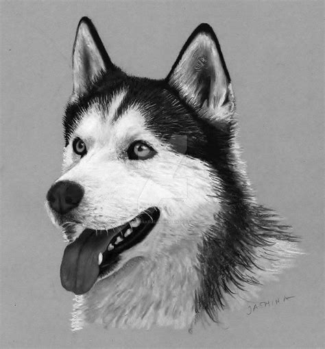 Pencil Drawing: Siberian Husky by JasminaSusak | Husky drawing ...