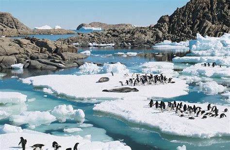 Antarctica - Penguins, Seals, Whales | Britannica