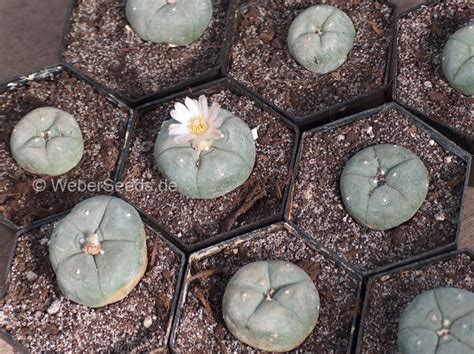 Lophophora williamsii, Peyote - Seeds - plants - dried herbs