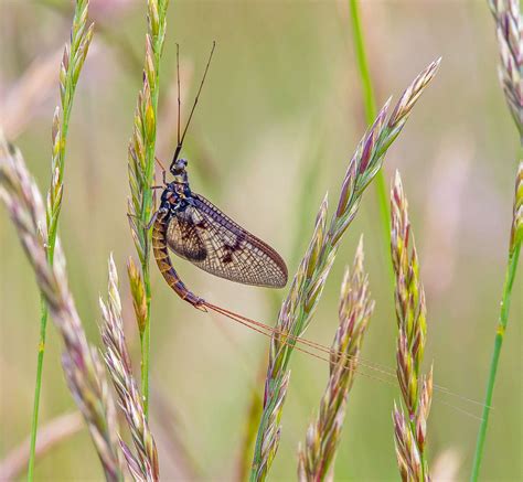 Common Mayfly. | Species: Ephemera danica. The Common, or 'G… | Flickr