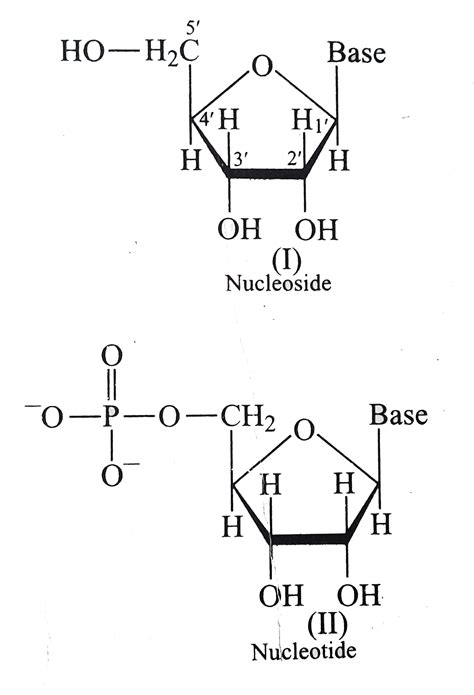 Structure Of Nucleoside