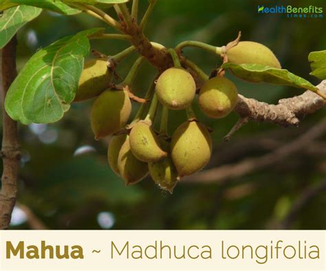 Mahua facts and health benefits