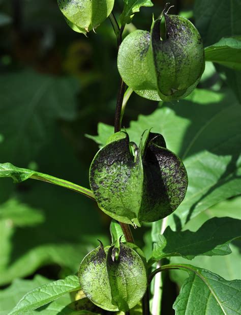 Shoo-Fly-Plant, Apple of Peru seeds - Nicandra physalodes - 360 seeds ...