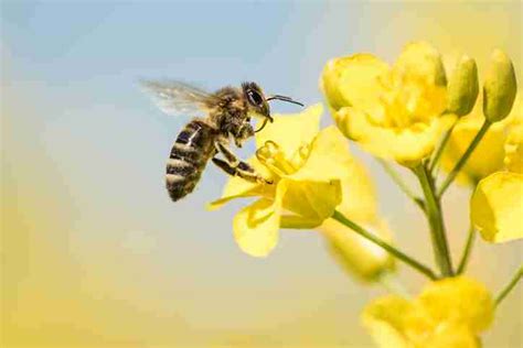 Bee Extinction: A Real Concern for Food’s Supply Chain