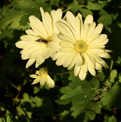 Chrysanthemum x morifolium (Chrysanthemum, Florist's Chrysanthemum, Florist's Daisy, Garden ...