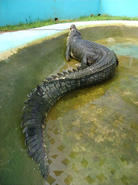 Croc Blog: What really killed Lolong?