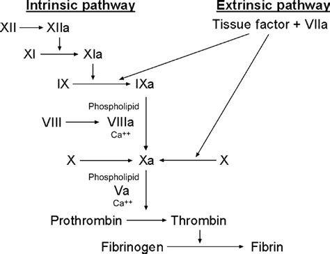 1. Schematic of the intrinsic and extrinsic pathways of the coagulation ...