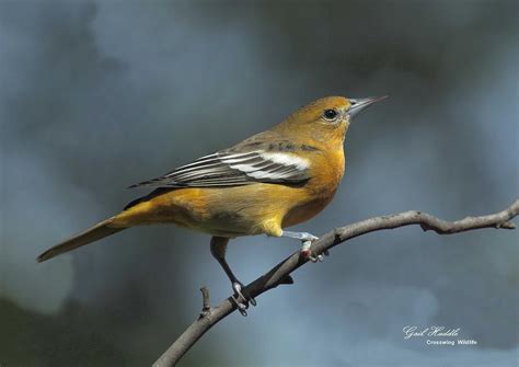 Oriole Migration 5 Photograph by Gail Huddle - Pixels