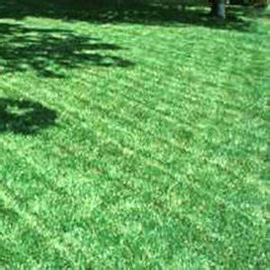 Fescue Grass Seed | Lawns, Pastures | Hancock Seed – hancockseed.com