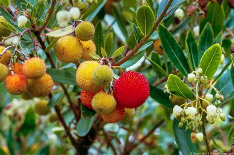 Arbutus - Summer-Dry | Celebrate Plants in Summer-Dry Gardens