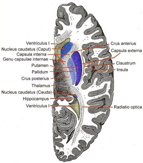 Internal capsule, Brain anatomy and function, Caudate nucleus