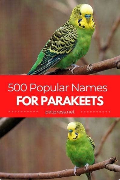 Parakeet Names – The 500 Most Popular Names for Parakeets