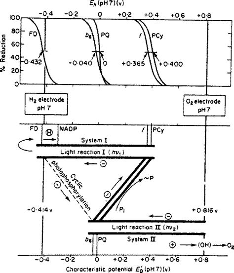 The Z-scheme of photosynthesis in plants