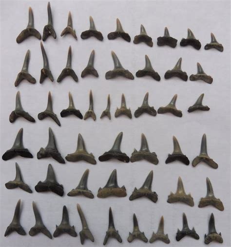 Fossil shark teeth - various types - 49 pieces - Catawiki