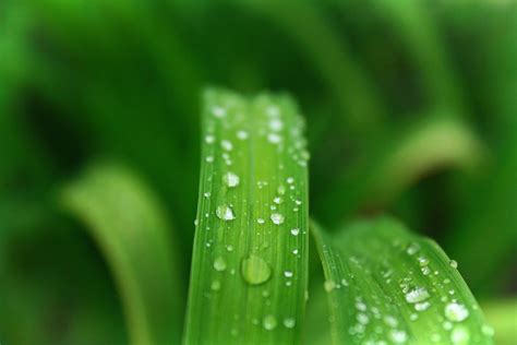 Closeup Photo of Green Leafed Plant With Water Dew · Free Stock Photo