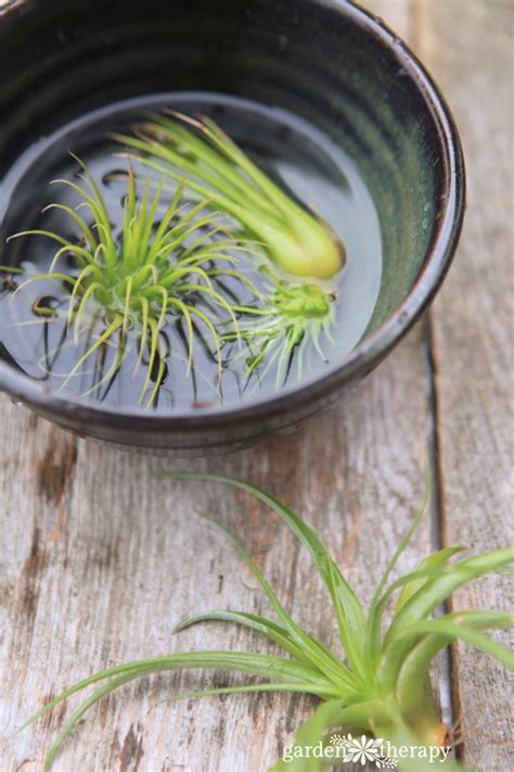 How to Properly Water Air Plants - Garden Therapy