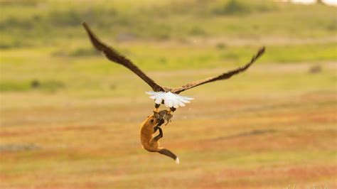 Fox catches rabbit. Eagle steals fox from rabbit.