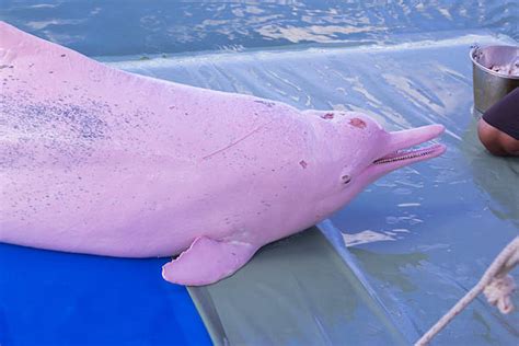 Pink Albino Dolphin