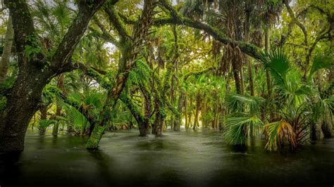 Myakka River State Park - backiee