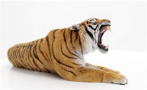 Premium Photo | Tiger roaring isolated on white