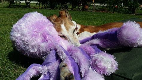 Octopus Family Dog Toys by GorPets - our best selling dog toy.