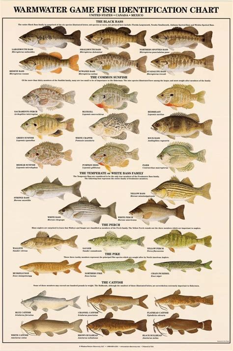 Sunfish Identification Guide