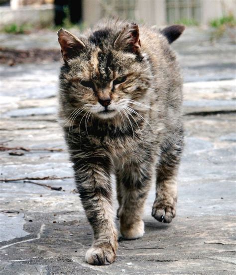 Farm Cat vs Exotic Shorthair - Breed Comparison | MyCatBreeds