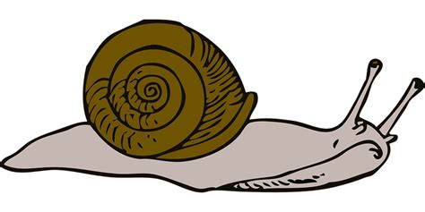 Move Snail Long - Free vector graphic on Pixabay