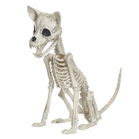 Chihuahua Skull Anatomy - Pets Lovers