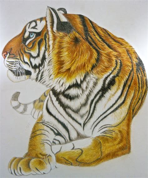 Dibujos de tigres de bengala a lapiz - Imagui