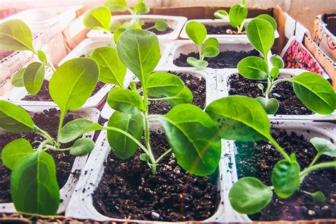 How to Propagate Petunias from Seed | Gardener’s Path