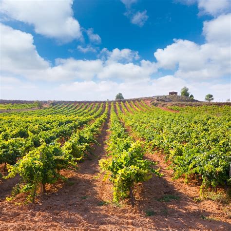 Viñedos mediterráneos en utiel requena en españa | Foto Premium