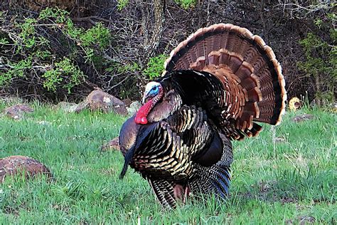 Gobbler Report 2021: Bird Numbers Down in Bulk of State | Oklahoma Department of Wildlife ...