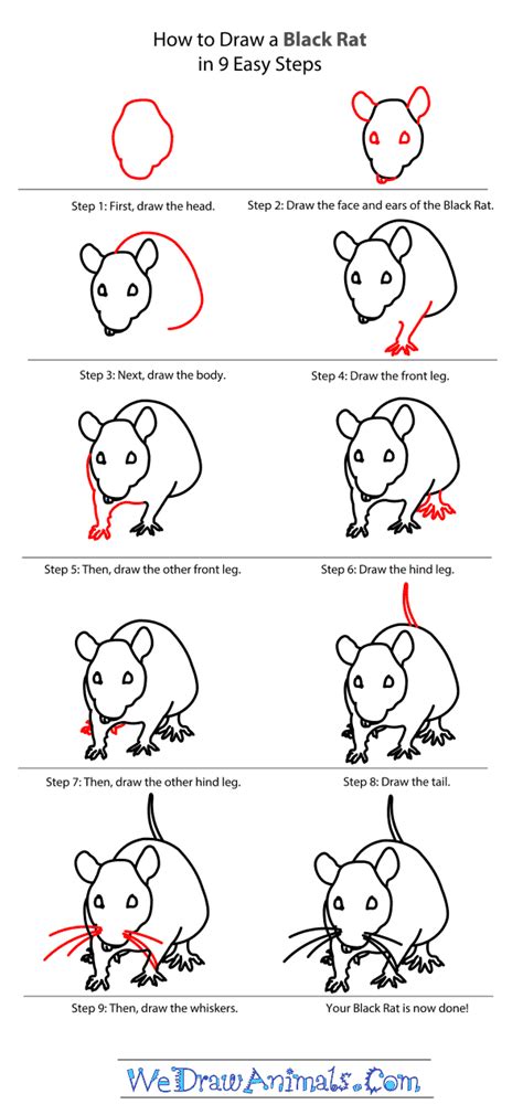 How to Draw a Black Rat