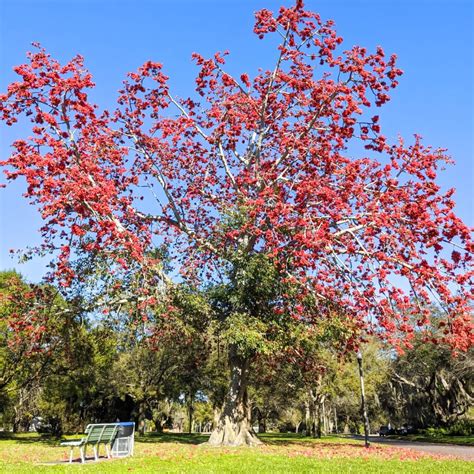 Bonsai Semal Tree ‘Bombax ceiba’ - Plant Ropan | Best Wholesale and ...
