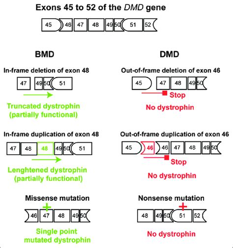 Duchenne Muscular Dystrophy Gene