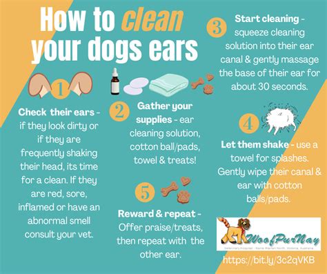 How to Clean Dog Ears at Home Naturally - Read A Topic Today