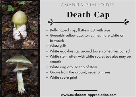 Amanita Phalloides Poisoning