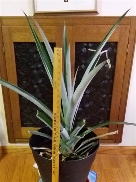 indoors - Did i trim too much of my pineapple plant? - Gardening & Landscaping Stack Exchange