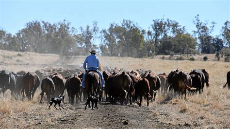 Strong case builds for new abattoir to process 100,000 head | Observer