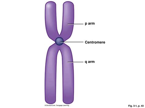 PPT - Changes in Chromosome Number PowerPoint Presentation, free ...