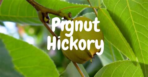 Pignut Hickory | Properties, Uses, and Identification - Timber Blogger