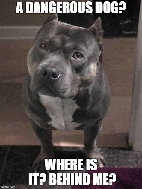 Pitbulls are so misunderstood it's not even funny - Imgflip